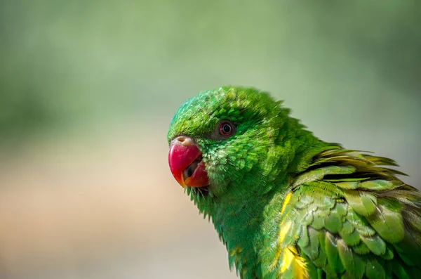 The superb parrot, Polytelis swainsonii — стоковое фото