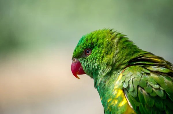 The superb parrot, Polytelis swainsonii — стоковое фото