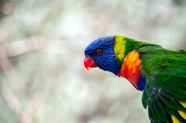 Cloretos de arco-íris, Trichoglossus haematodus — Fotografia de Stock