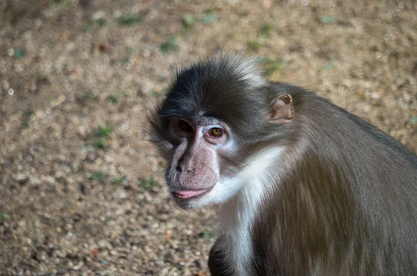 De roetkleurige mangabey, Cercocebus atys — Stockfoto