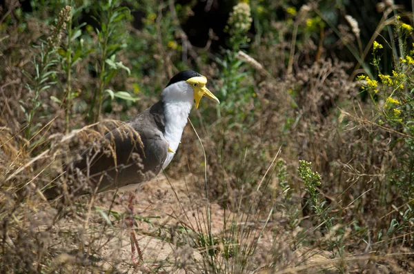 Der maskierte Kiebitz, vanellus miles — Stockfoto