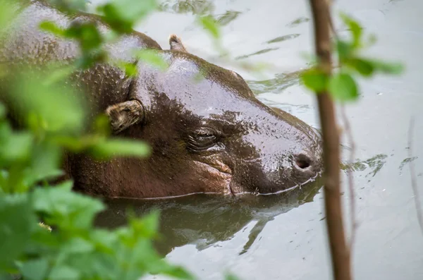 Hipopotam pigmejski, Choeropsis liberiensis — Zdjęcie stockowe