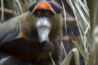 The De Brazza's monkey, Cercopithecus neglectus clipart