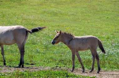 Bir Przewalski atı. 