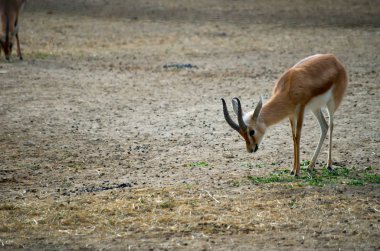Dorcas ceylanı, Gazella dorcas