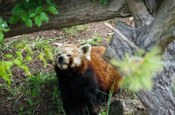 Red panda male — ストック写真
