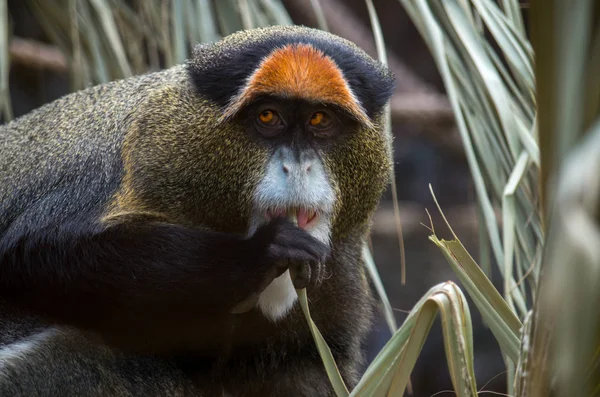 Le singe de Brazza, Cercopithecus neglectus — Photo