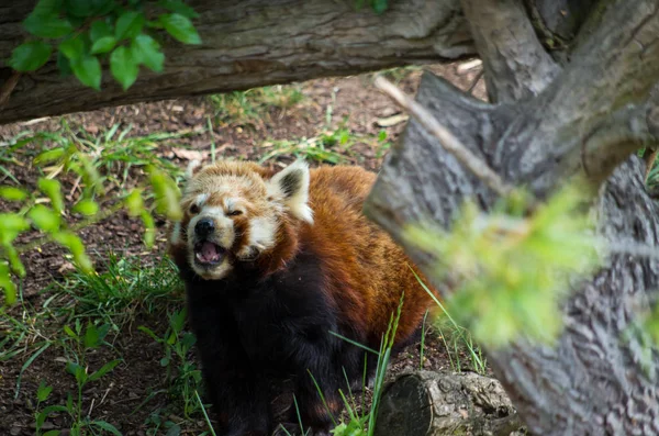 Red panda male — ストック写真
