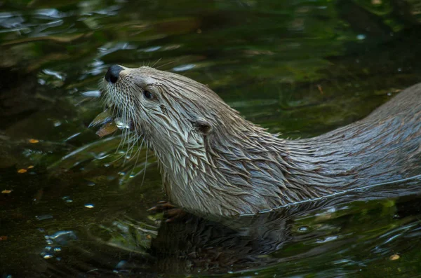 Der eurasische Fischotter, lutra lutra — Stockfoto