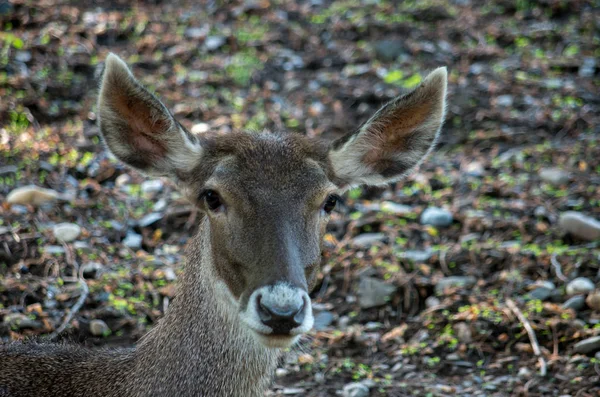 Ciervo de Thorold, Cervus albirostris — Foto de Stock