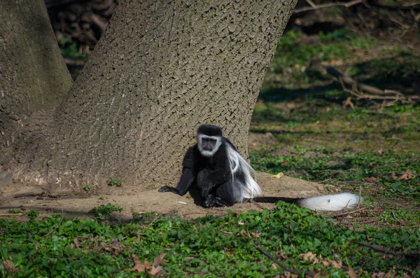 O guereza mantelado, Colobus guereza — Fotografia de Stock