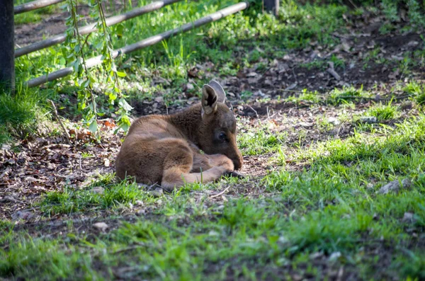 Bambino alce europeo — Foto Stock