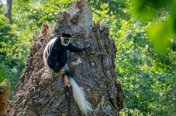 O guereza mantelado, Colobus guereza — Fotografia de Stock