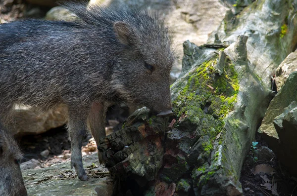 Chcoan peccary або tagua, Catagonus wagneri — стокове фото