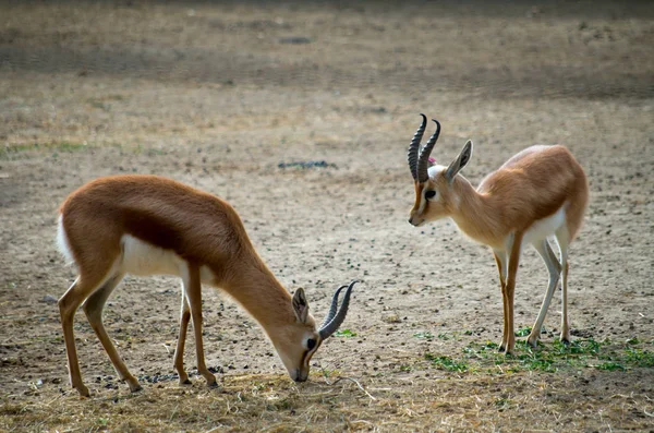 Die dorcas gazelle, gazella dorcas Stockbild