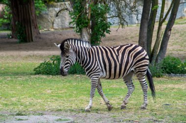 Zebra ileri yürüyor