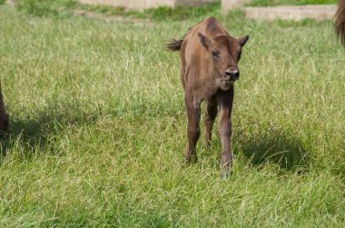 European bison, Bison bonasus clipart