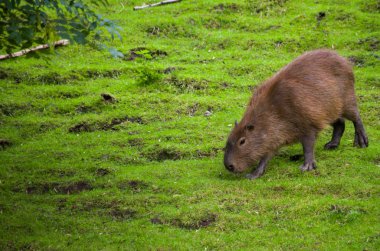 Dişi kapibaralar besleniyor