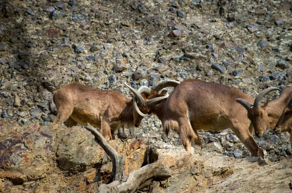 De Barbaarse schapen, Ammotragus lervia — Stockfoto