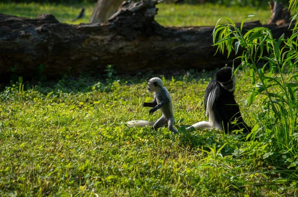 O guereza mantelado, Colobus guereza — Fotografia de Stock