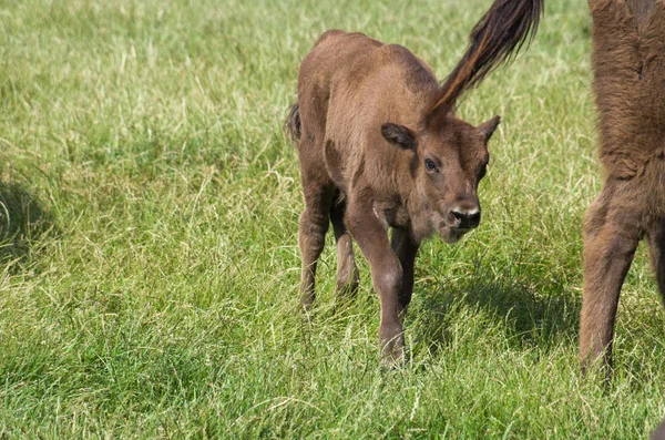 Європейський бізон, Bison bonasus — стокове фото