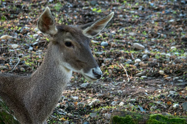 Cervo di Thorold, Cervus albirostris — Foto Stock