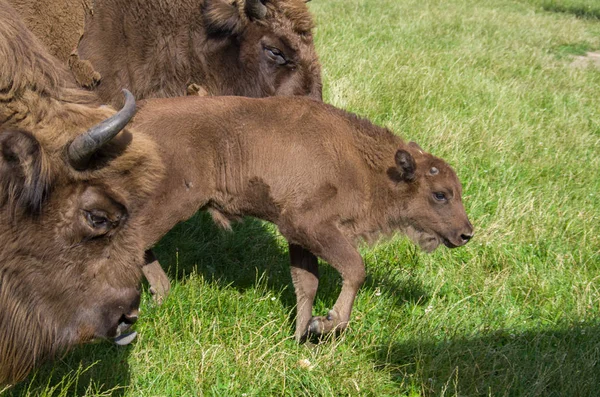 Europäischer Wisent, Bison bonasus — Stockfoto