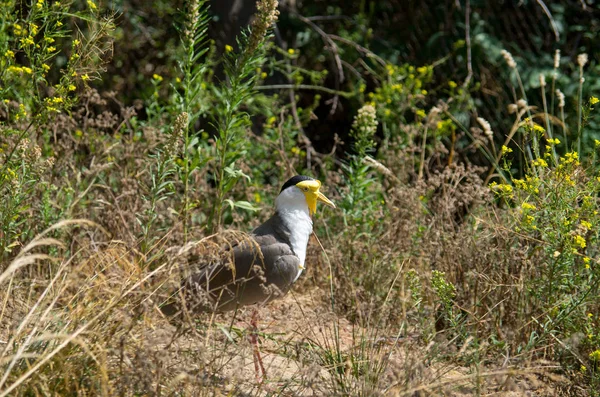 Der maskierte Kiebitz, vanellus miles — Stockfoto