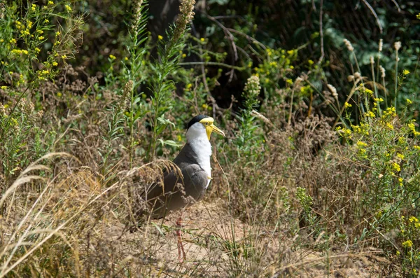 The masked lapwing, Vanellus miles