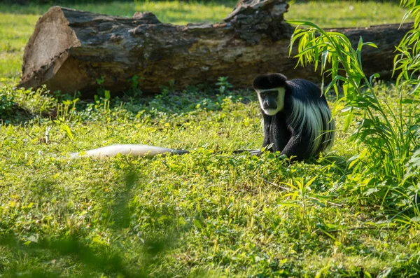 La guereza mantelée, Colobus guereza — Photo