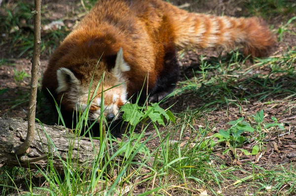 Roter Panda-Rüde — Stockfoto