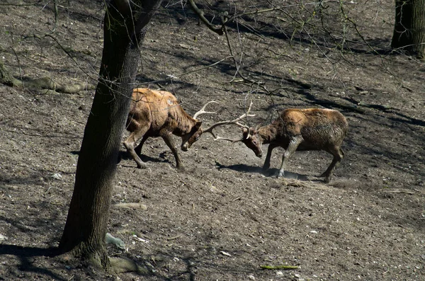 Maschi di cervo di Thorold — Foto Stock