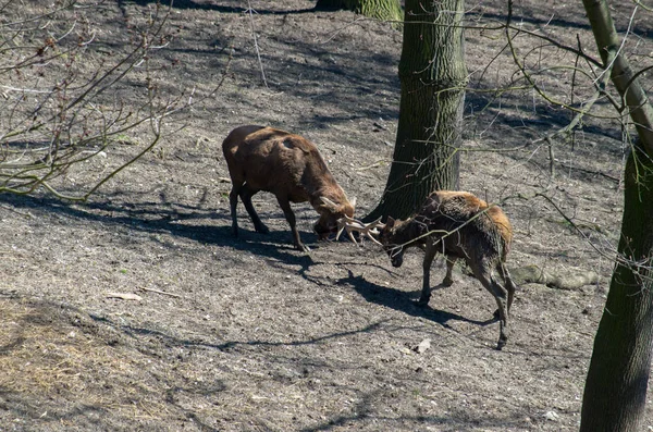 Cervo di Thorold, Cervus albirostris — Foto Stock