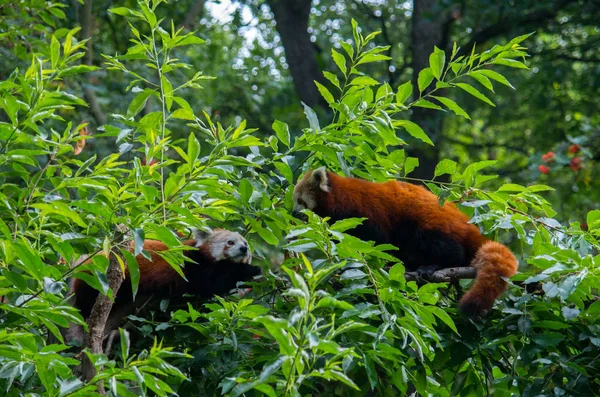 Paar roter Pandas — Stockfoto