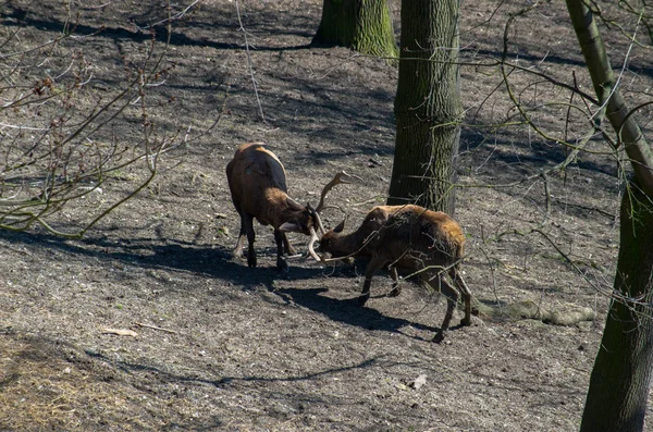 Ciervo de Thorold, Cervus albirostris — Foto de Stock