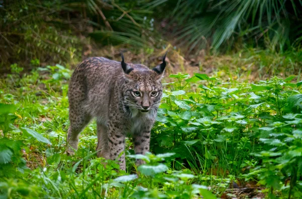 Az ibériai hiúz, Lynx pardinus — Stock Fotó