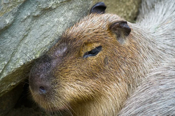 Capybara mâle gros plan — Photo