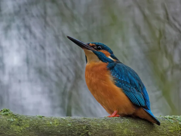 O kingfisher comum, Alcedo neste . — Fotografia de Stock