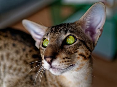 Kedi, Felis catus, küçük etobur bir memelidir..