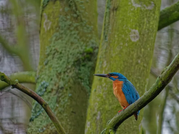 Den gemensamme kungsfiskaren Alcedo vid detta. — Stockfoto