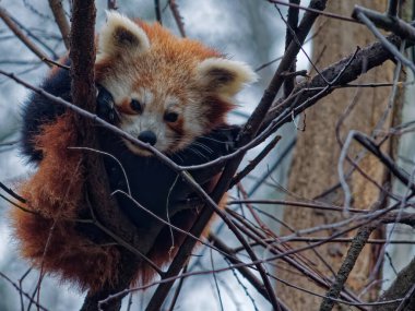 Kırmızı panda, Ailurus fulgens