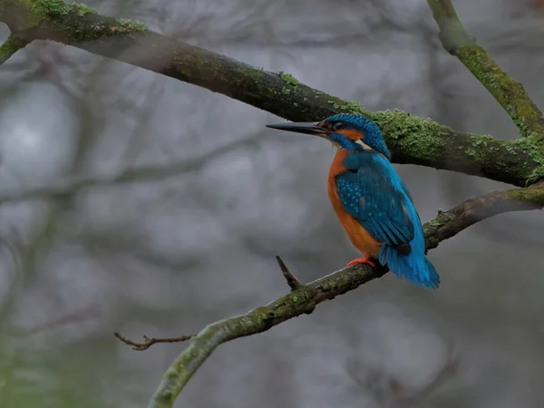 The common kingfisher,Alcedo atthis, also known as the Eurasian kingfisher — ストック写真