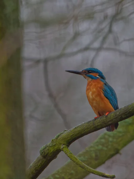 The common kingfisher,Alcedo atthis, also known as the Eurasian kingfisher — Stock Photo, Image