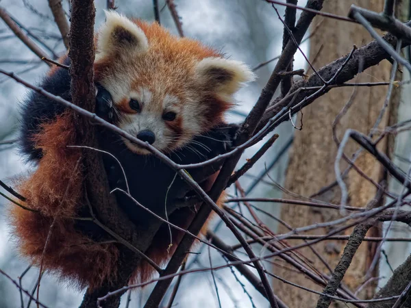 Der rote Panda, ailurus fulgens — Stockfoto