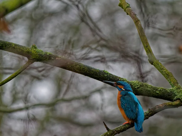 El martín pescador común, Alcedo atthis, también conocido como el martín pescador euroasiático — Foto de Stock