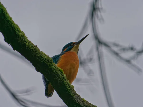 O pescador-rei comum, Alcedo, também conhecido como o pescador-rei eurasiano — Fotografia de Stock