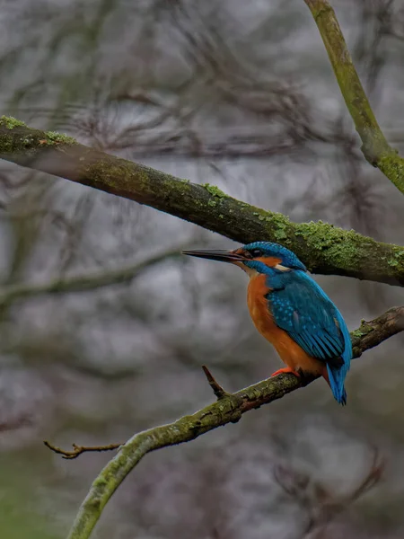 The common kingfisher, Alcedo atthis, also known as the Eurasian kingfisher. — Stock Photo, Image
