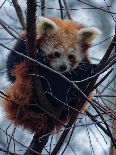 Der rote Panda, ailurus fulgens — Stockfoto