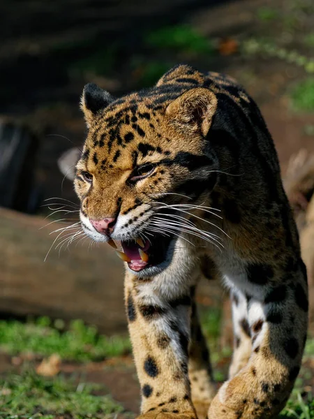 The clouded leopard, Neofelis nebulosa, is a wild cat. — Stock fotografie