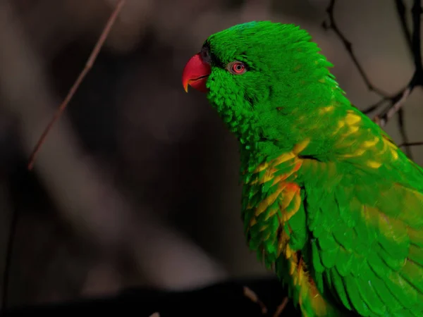 The superb parrot, Polytelis swainsonii — Stockfoto